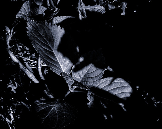 Leaves #2