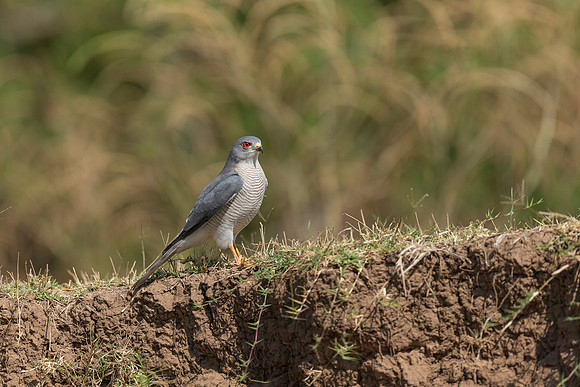 African Birdlife - Shikra