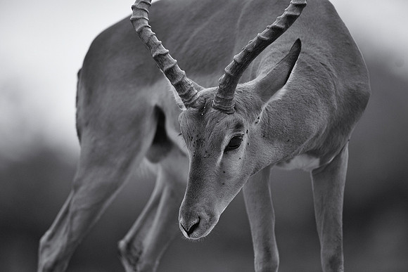 Impala