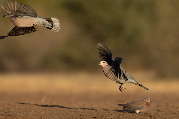 African Birdlife - Red Eyed Dove