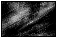 Trees #1