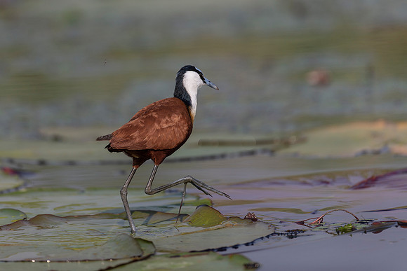 African Birdlife - African Jacana
