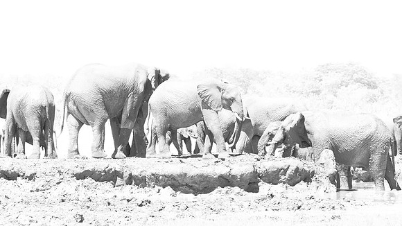 Elephants