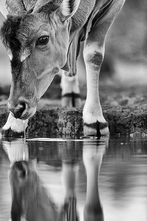 Eland