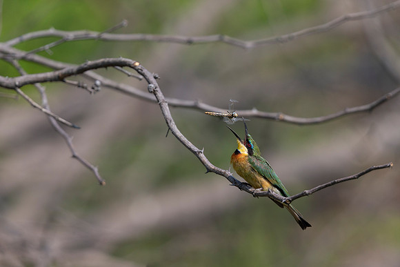 African Birdlife - Little Bee-Eater