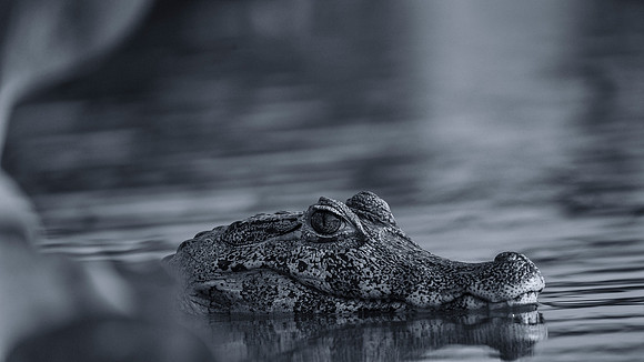Cayman