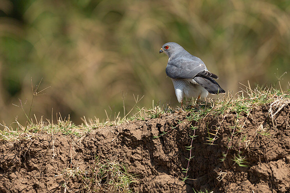 African Birdlife - Shikra