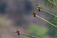 African Birdlife - White-fronted  Bee-Eaters