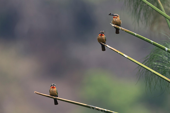 African Birdlife - White-fronted  Bee-Eaters
