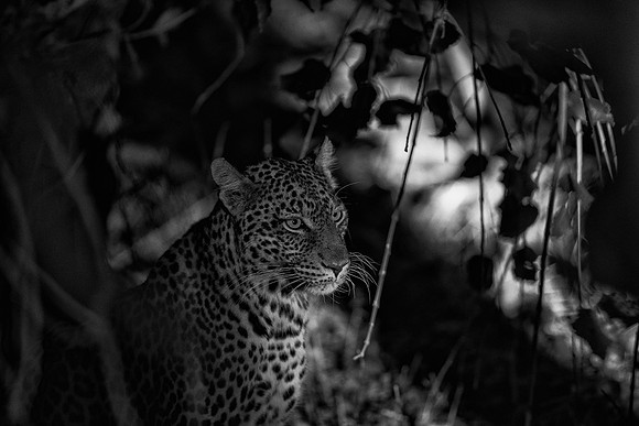 Leopard
