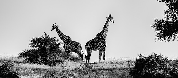 Giraffe