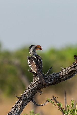 African Birdlife - Red-billed Hornbill