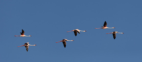African Birdlife - Flamingos