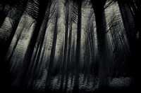 Trees #3