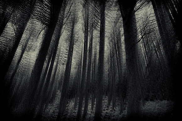Trees #3