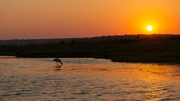 African Birdlife - Yellow-billed Stork