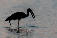 African Birdlife - Open-billed Stork