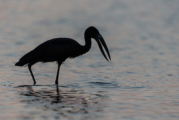 African Birdlife - Open-billed Stork