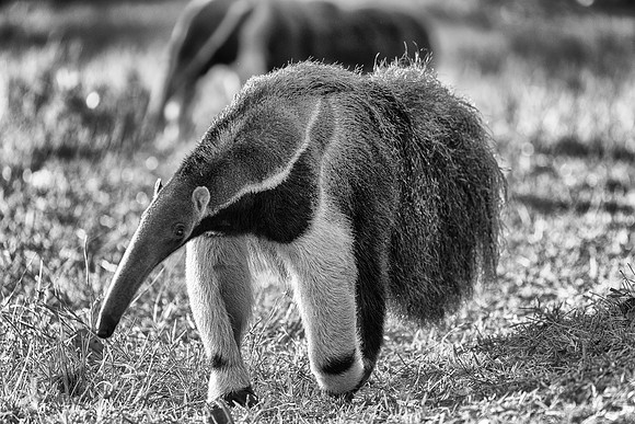 Giant Anteater