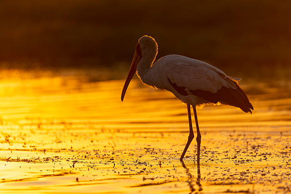 African Birdlife - Yellow-billed Stork