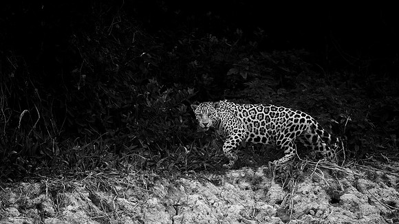 Jaguar