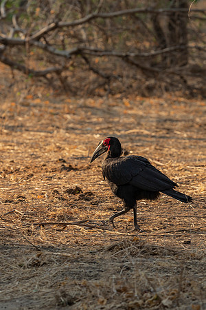 African Birdlife - Southern Ground Hornbill