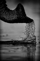 Elephant Trunk Abstract