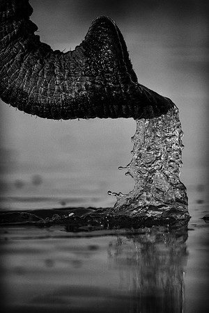 Elephant Trunk Abstract