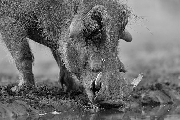 Warthog