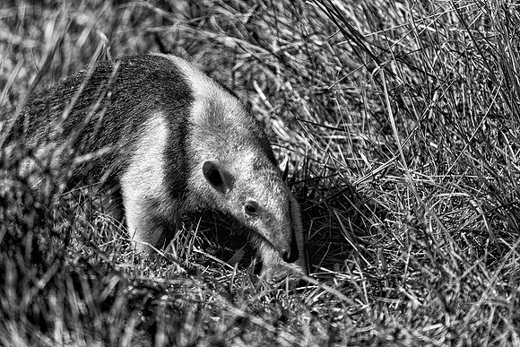 Southern Tamandua