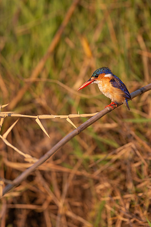 African Birdlife - Malachite Kingfisher