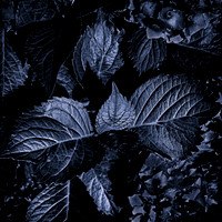 Leaves #1