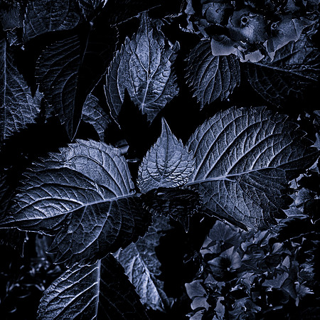 Leaves #1