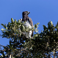 African Birdlife - Martial Eagle