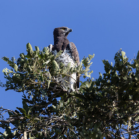 African Birdlife - Martial Eagle