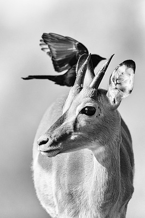 Impala