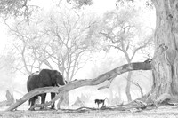 Elephant & Chacma Baboon