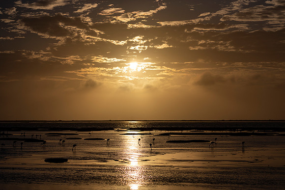 African Birdlife - Flamingo Sunset