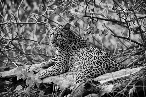 Leopard