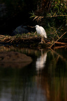African Birdlife - Little Egret