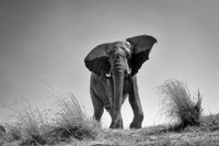Elephant _V9B0800