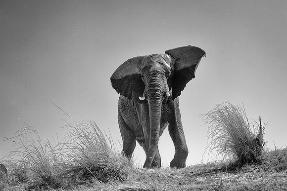 Elephant _V9B0800