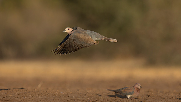 African Birdlife - Red Eyed Dove