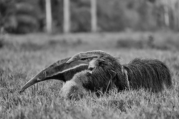 Giant Anteater