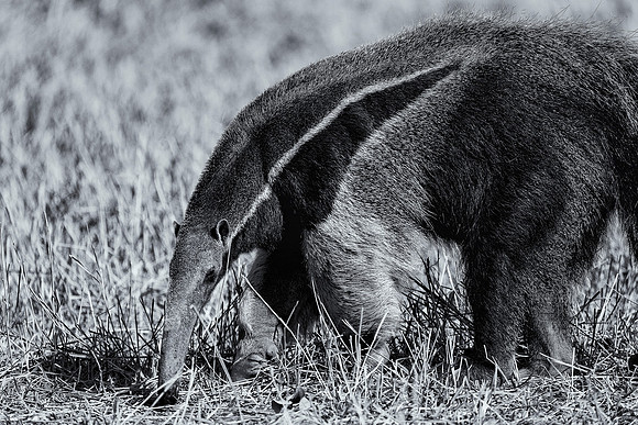Giant Anteater