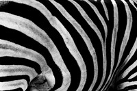 Abstract Zebra