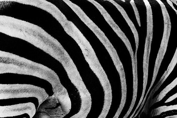 Abstract Zebra