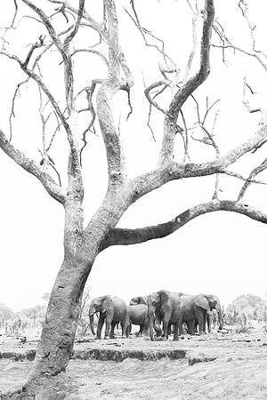 Elephants