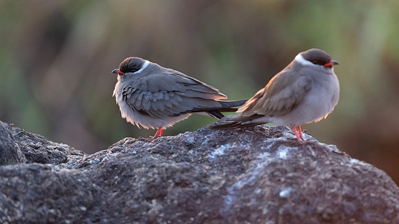 African Birdlife - Rock Pratincole