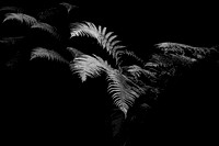 Botanical